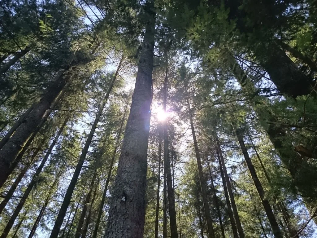 Une forêt